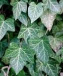 Ivy